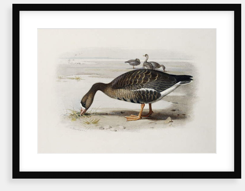 A White-Fronted Goose by Archibald Thorburn