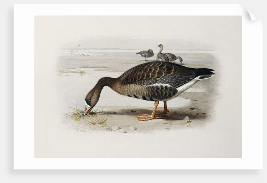A White-Fronted Goose by Archibald Thorburn