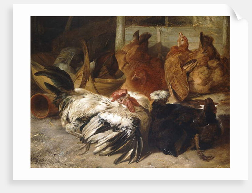 A Silver-Grey Rosecomb Cock and a White-Crested Black Poland with Two Buff Hens by Henry Weekes