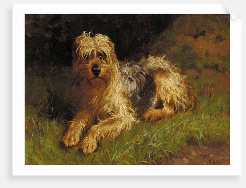 Soft Coated Wheaten Terrier by Alfred Duke