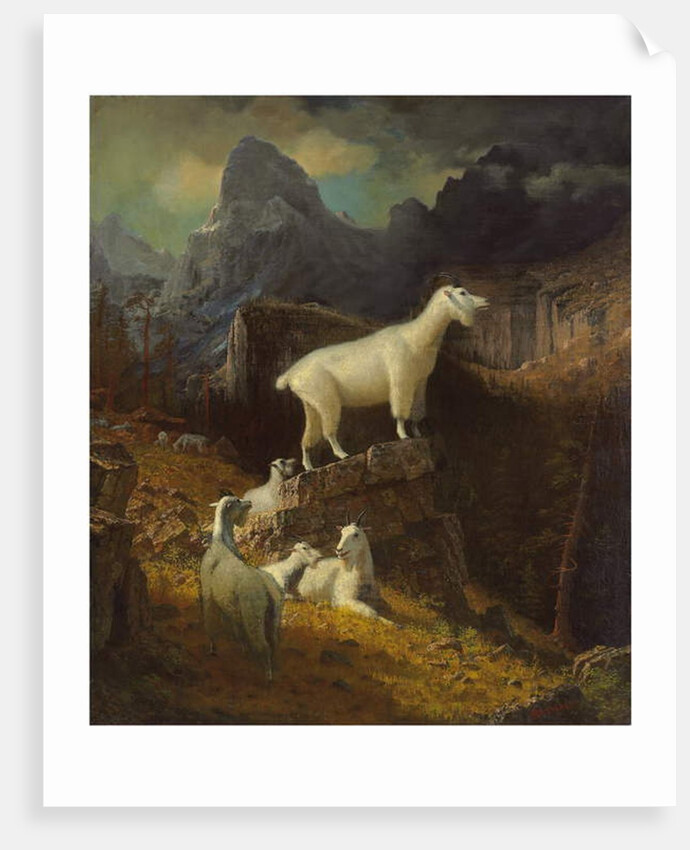 Rocky Mountain Goats, c.1885 by Albert Bierstadt