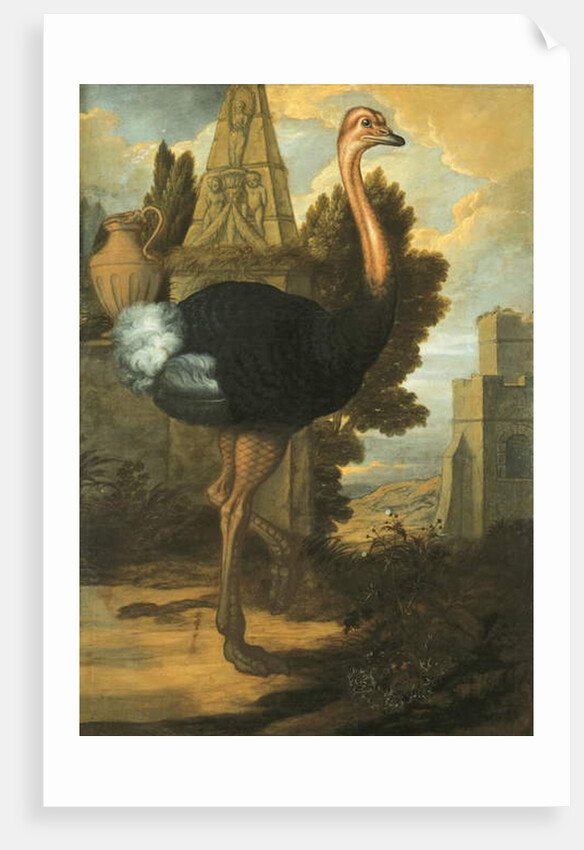 An Ostrich by Francis Barlow