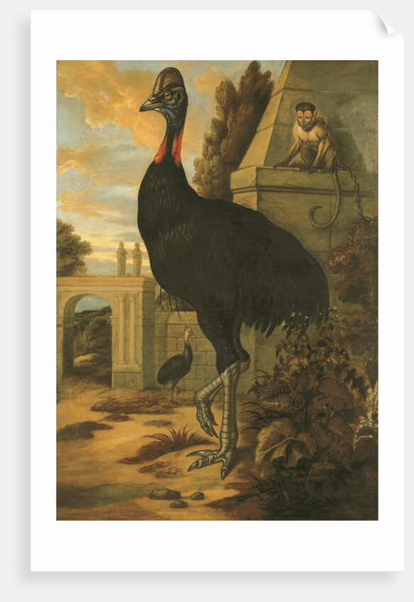A Cassowary by Francis Barlow