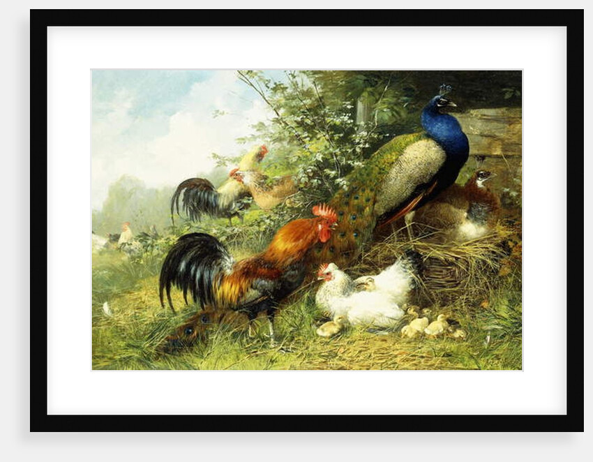 Fowl and Peacocks, 1899 by Arthur Fitzwilliam Tait