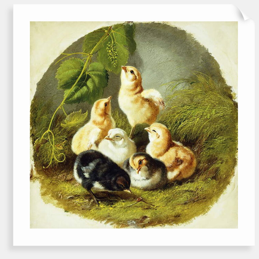 Chicks, 1863 by Arthur Fitzwilliam Tait
