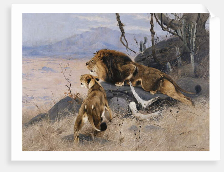 Lion and Lioness; Lowe und Lowin by Wilhelm Kuhnert