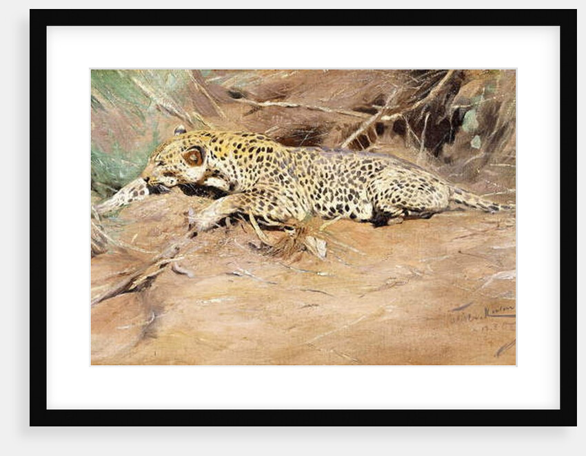 A Leopard by Wilhelm Kuhnert
