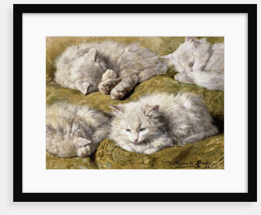 Studies of a Long-haired White Cat, 1896 by Henriette Ronner-Knip