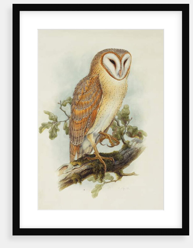 Barn Owl by Henry Constantine Richter