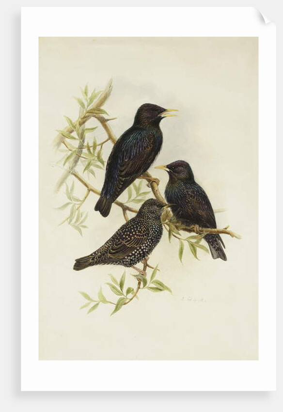 Common Starling by Henry Constantine Richter