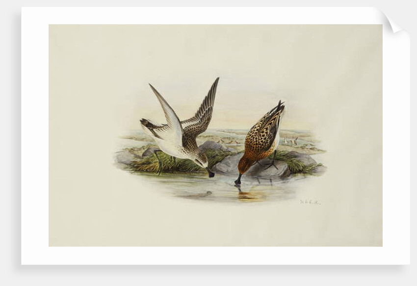 Spoonbill Sandpiper by Henry Constantine Richter