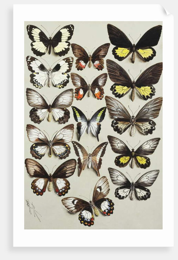 Fifteen Swallowtail butterflies in three columns by Marian Ellis Rowan