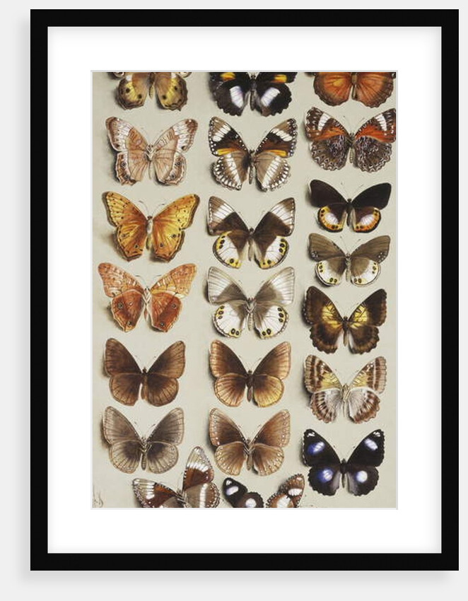 Twenty-two butterflies in three columns, all belonging to the family Nymphalidae by Marian Ellis Rowan