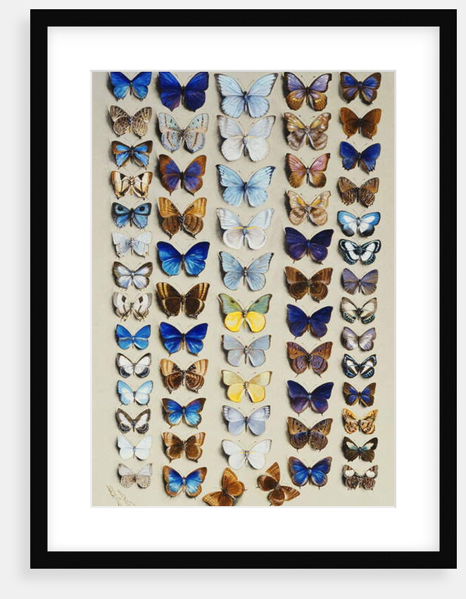 A packed plate of sixty-two butterflies by Marian Ellis Rowan