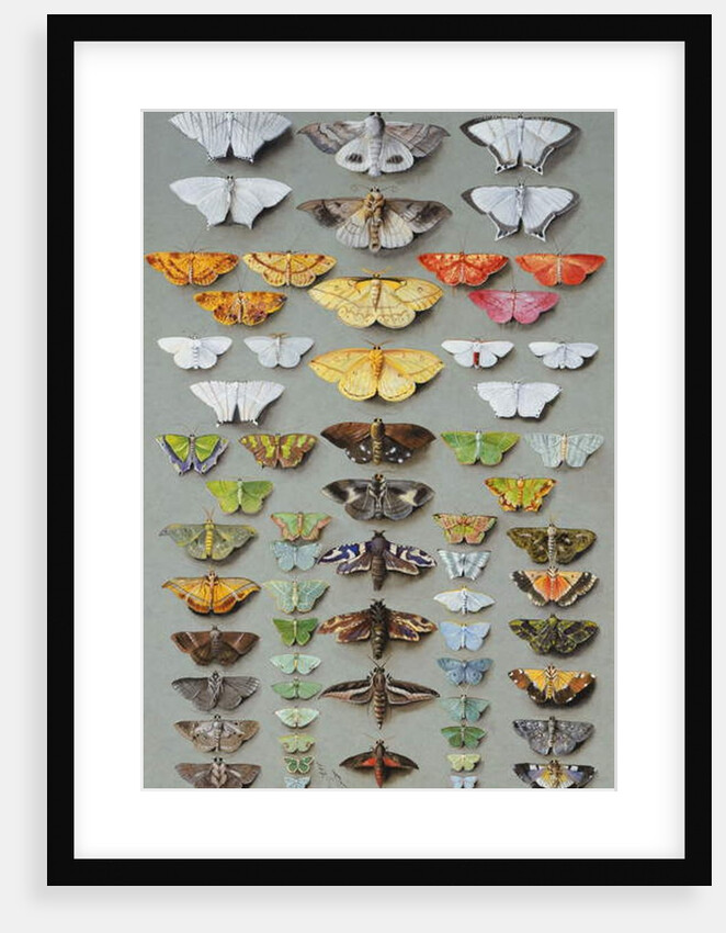 Sixty-three Moths, arranged inthree or five irregular columns by Marian Ellis Rowan
