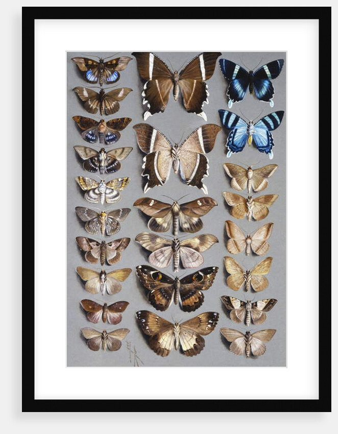 Twenty-four moths, in three columns, mostly belonging to the family Noctuidae by Marian Ellis Rowan