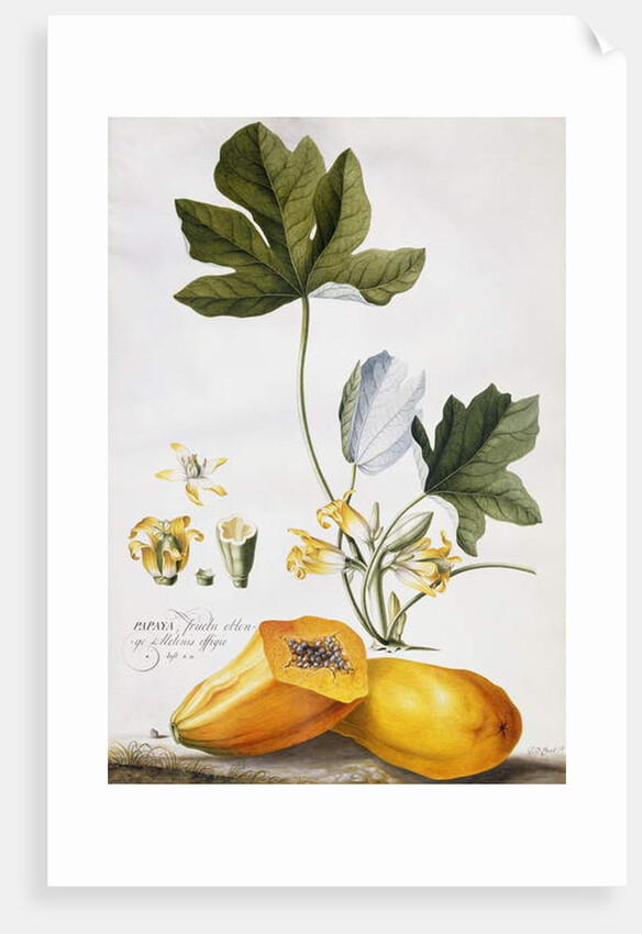Papaya, by Georg Dionysius Ehret