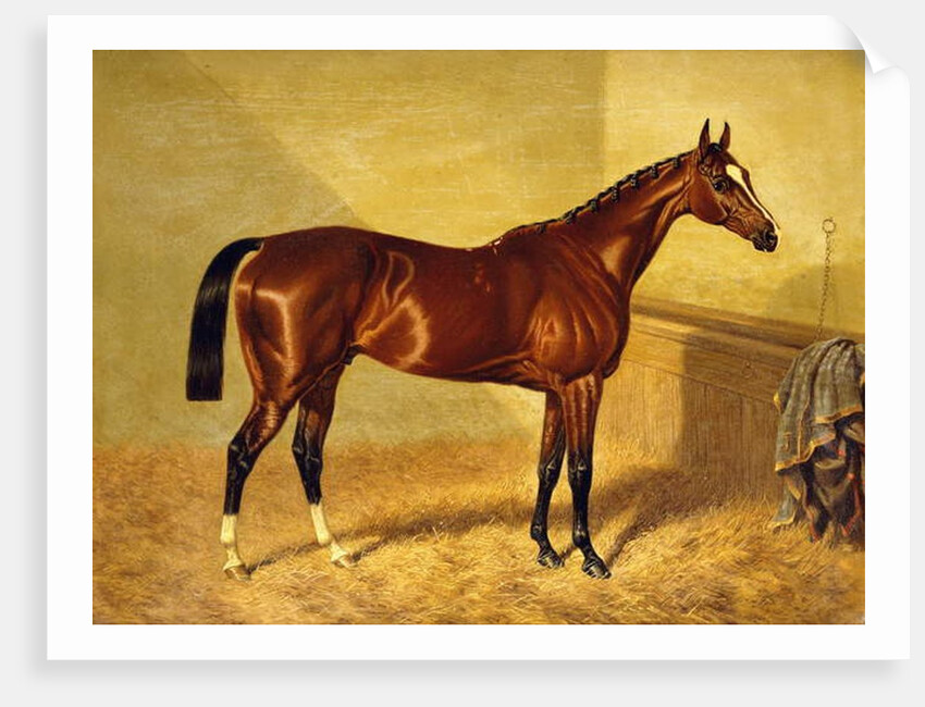 Orlando, a Bay Racehorse in a Loosebox, 1845 by John Frederick Herring Snr