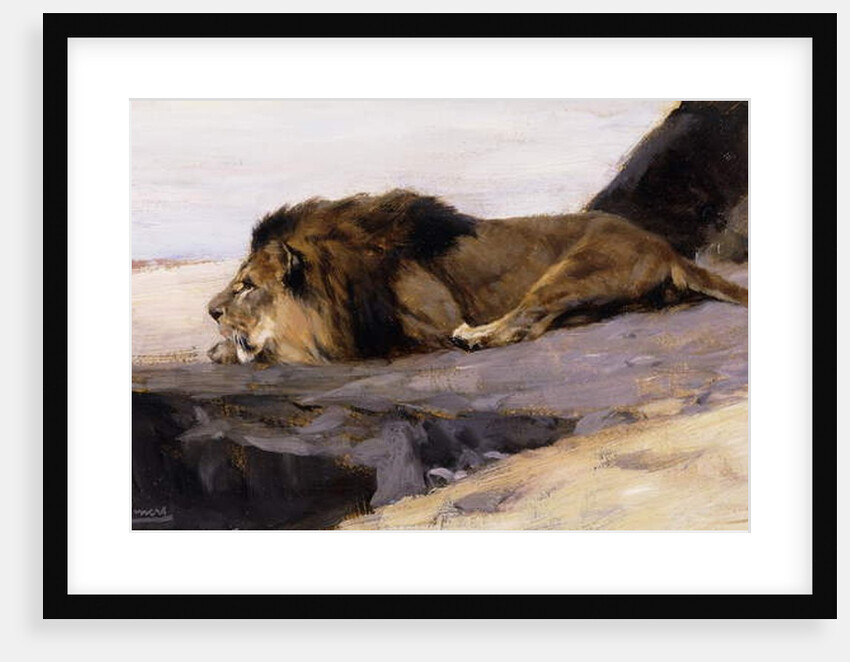 A Resting Lion; Ruhender Lowe by Wilhelm Kuhnert