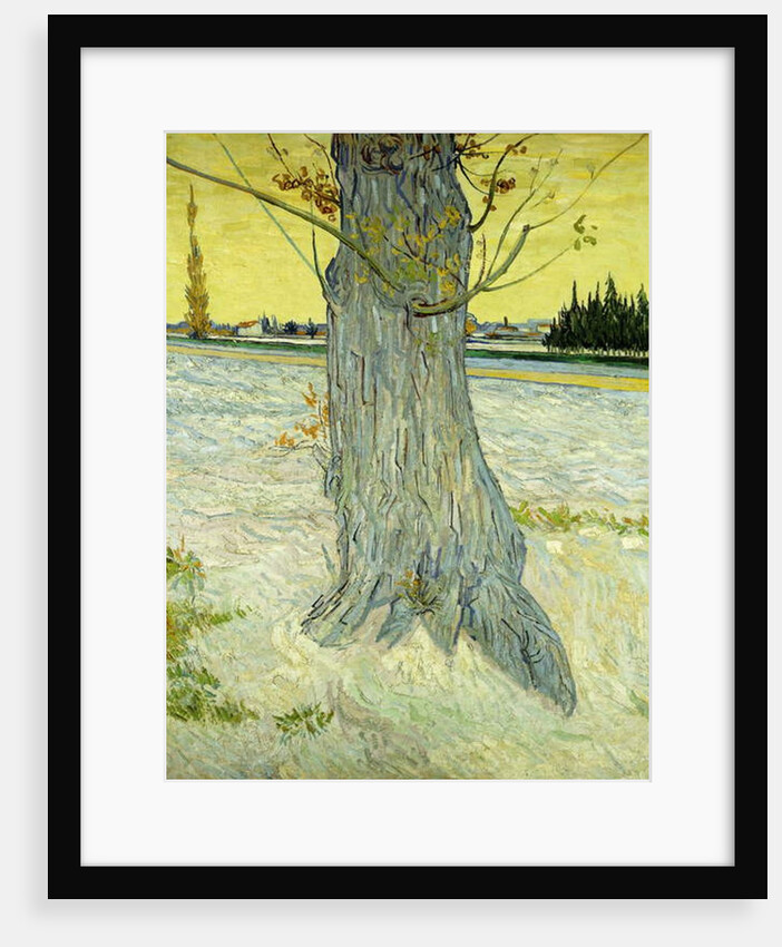 The Old Tree; Le Vieil If, 1888 by Vincent van Gogh