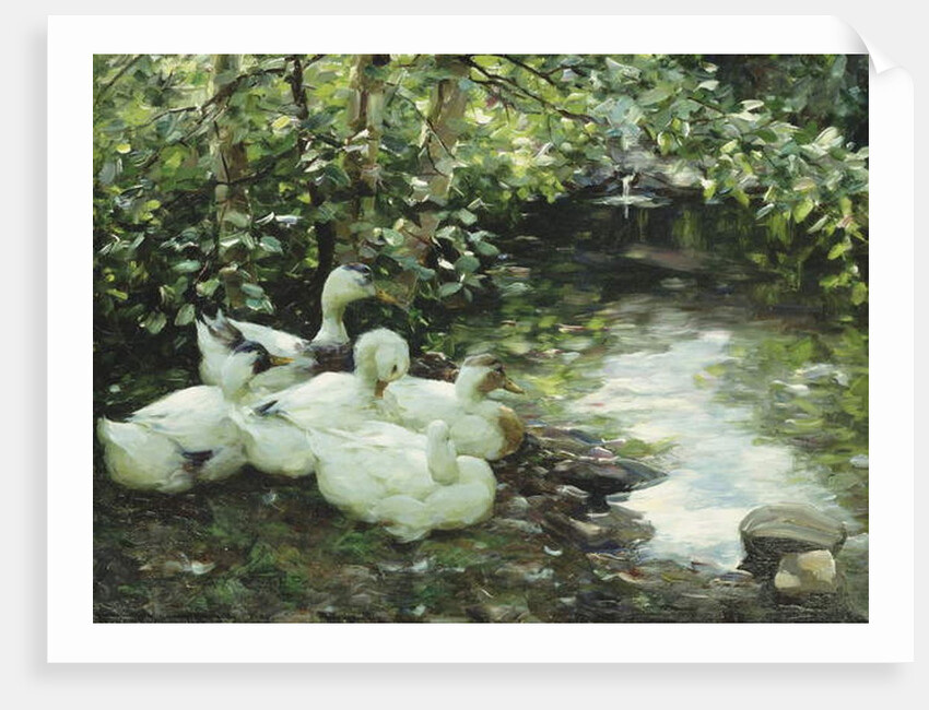 Five ducks on the river, Stony shore; Funf Enten am Bach, Steiniges Ufer by Alexander Koester