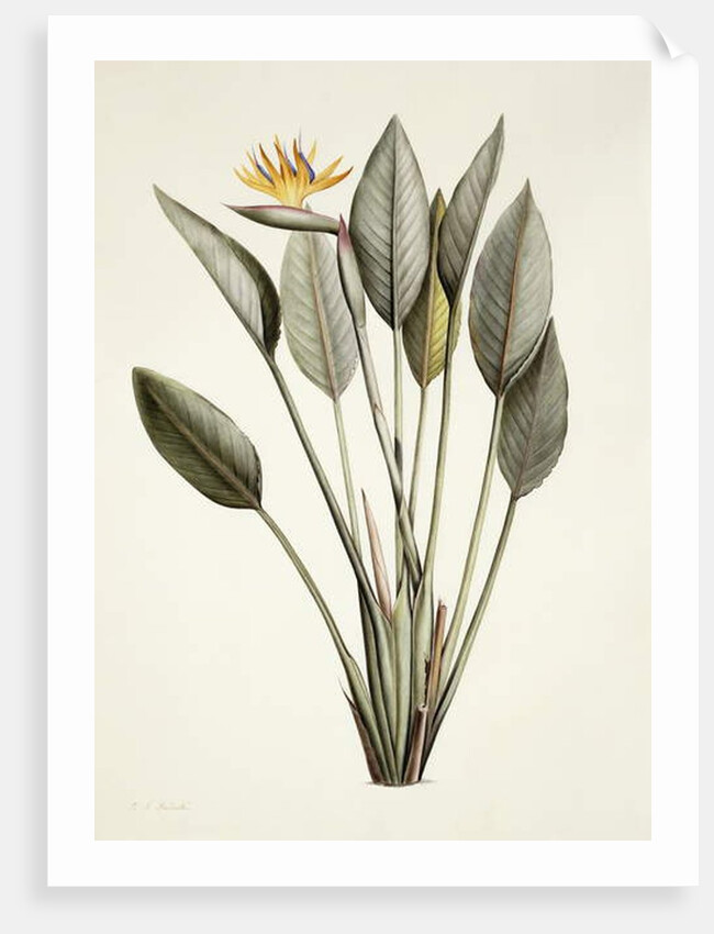 Bird of Paradise; Strelitzia Reginae by Pierre Joseph Redouté