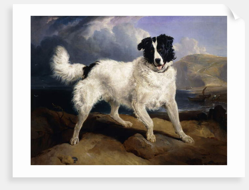 A Portrait of Neptune, 1824 by Edwin Landseer