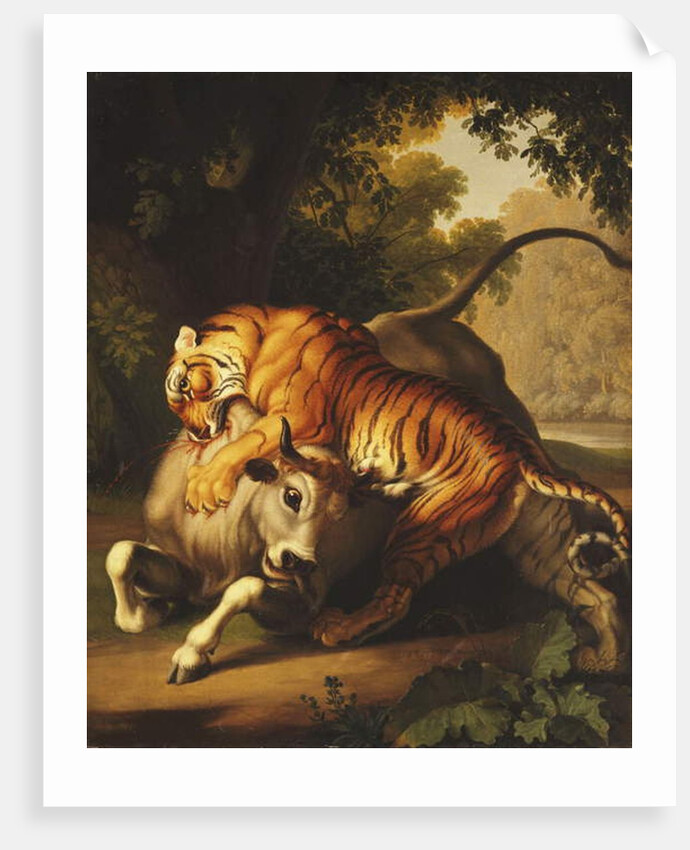 A Tiger attacking a Bull, 1785 by Johan Wenzel Peter