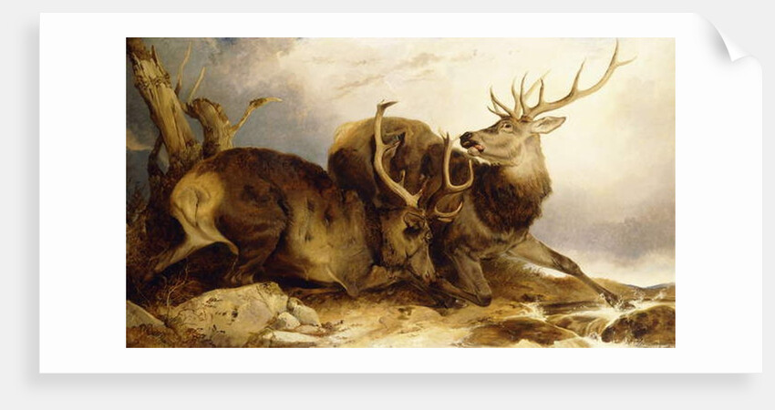 The Combat, 1847 by Richard Ansdell