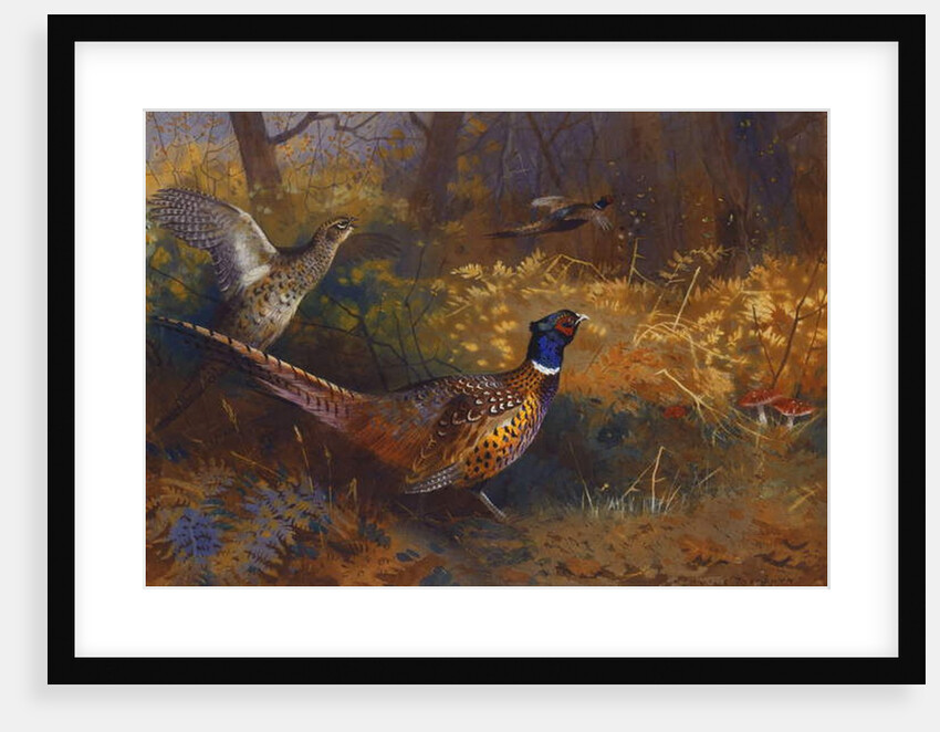 A Cock and Hen Pheasant at the Edge of a Wood, 1897 by Archibald Thorburn