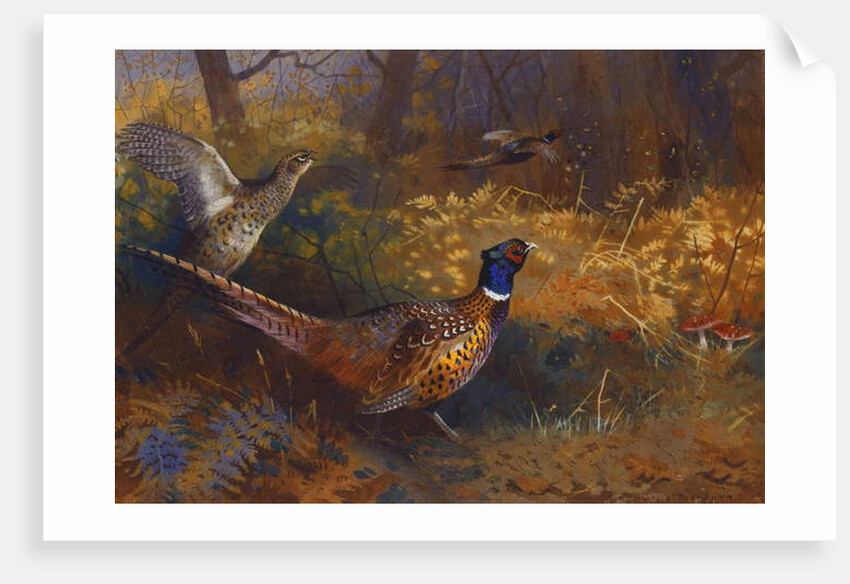 A Cock and Hen Pheasant at the Edge of a Wood, 1897 by Archibald Thorburn