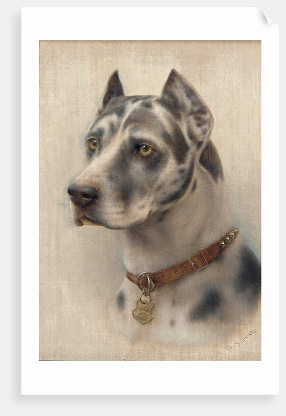 The Head of a Doberman by Wilhelm Schwar