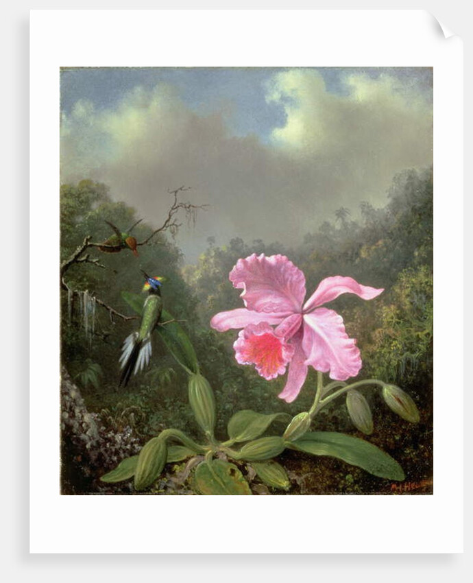 Still Life with an Orchid and a Pair of Hummingbirds, c.1890s by Martin Johnson Heade