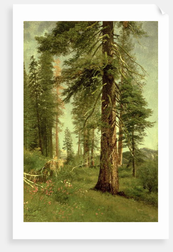 California Redwoods by Albert Bierstadt