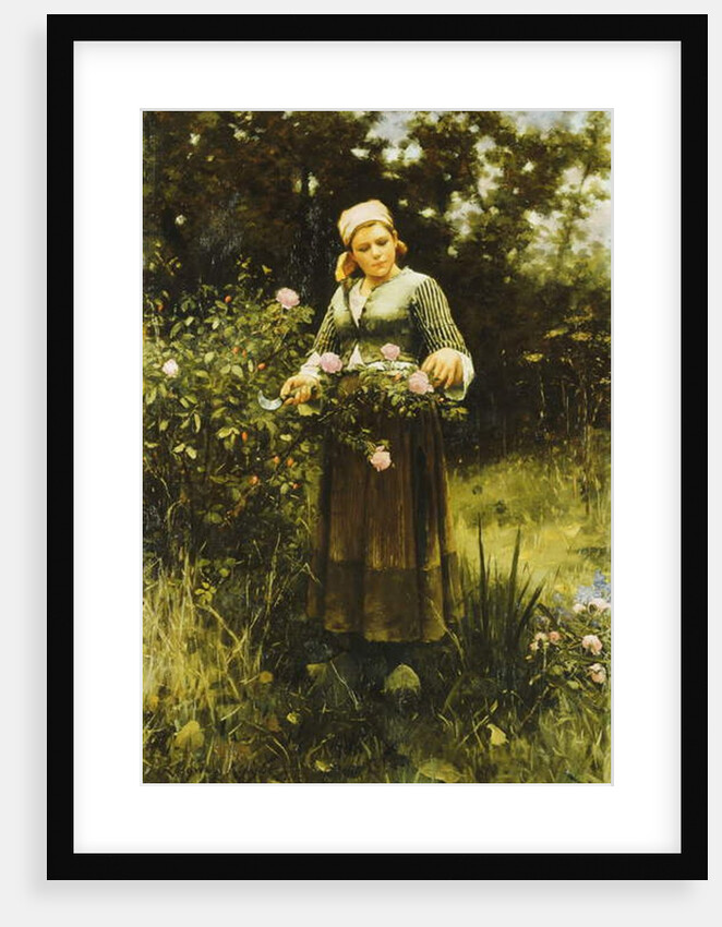 Gathering Roses by Daniel Ridgway Knight