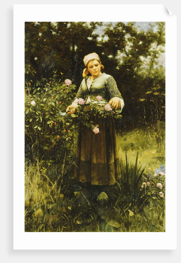 Gathering Roses by Daniel Ridgway Knight