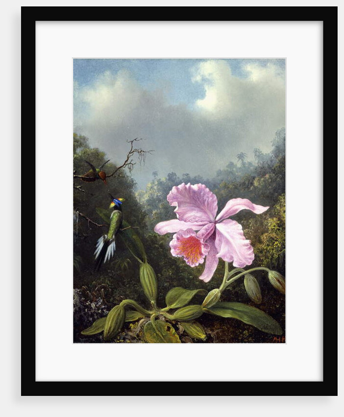 Still Life with Orchid and Pair of Hummingbirds, c.1890s by Martin Johnson Heade
