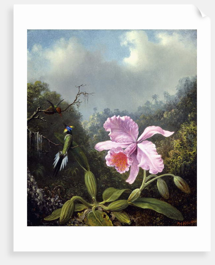 Still Life with Orchid and Pair of Hummingbirds, c.1890s by Martin Johnson Heade