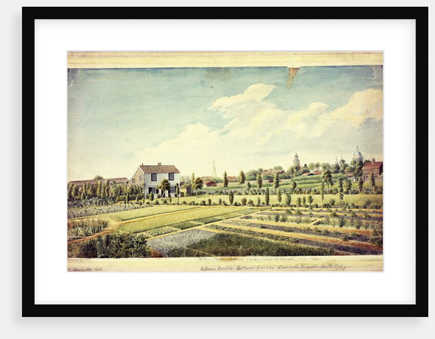 William Curtis's Botanic Garden, Lambeth Marsh, Ante 1787, c.1787 by James Sowerby