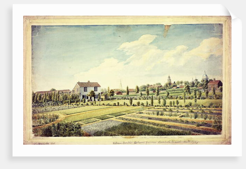 William Curtis's Botanic Garden, Lambeth Marsh, Ante 1787, c.1787 by James Sowerby