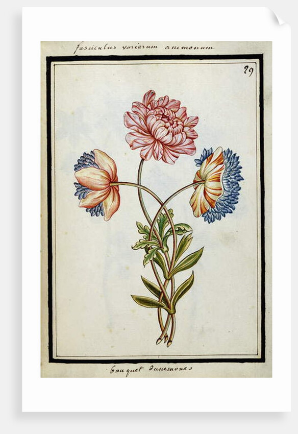 Bouquet of Anemones, c.1700 by French School