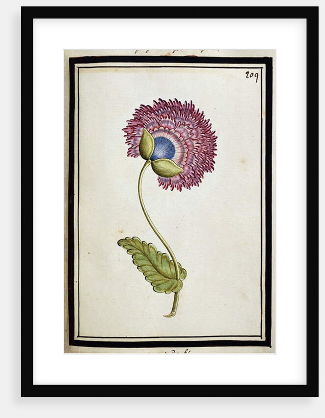 Double Poppy, c.1700 by French School