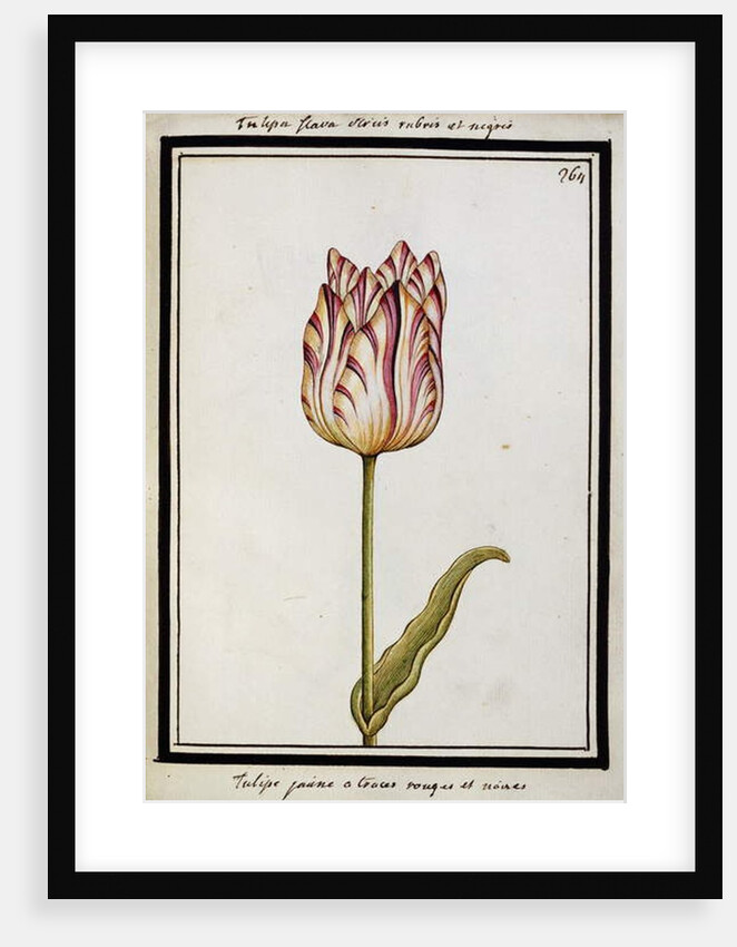 Yellow Tulip with red and black streaks, c.1700 by French School
