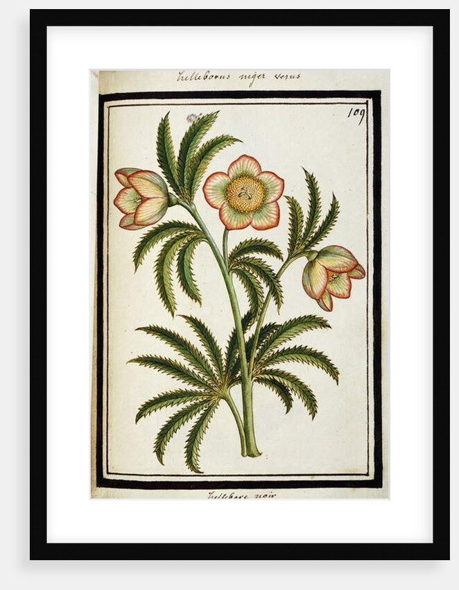 Black Hellebore, c.1700 by French School