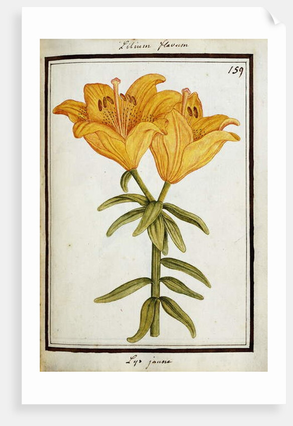 Yellow Lily, c.1700 by French School