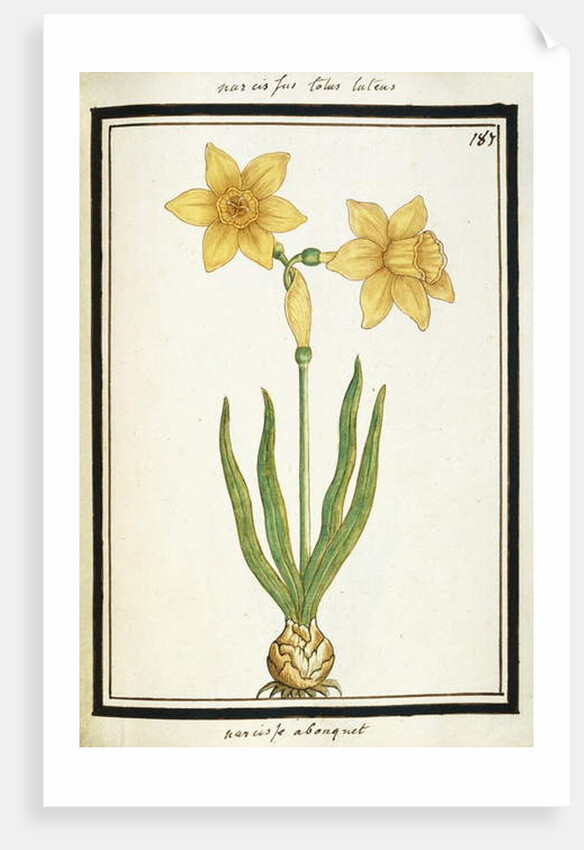Bouquet Narcissus, c.1700 by French School