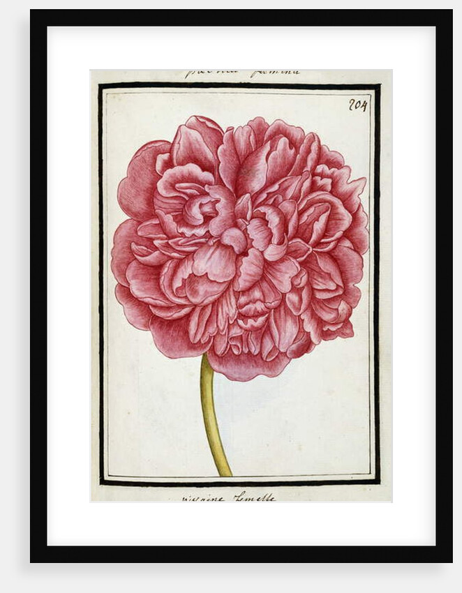 Female Peony, c.1700 by French School