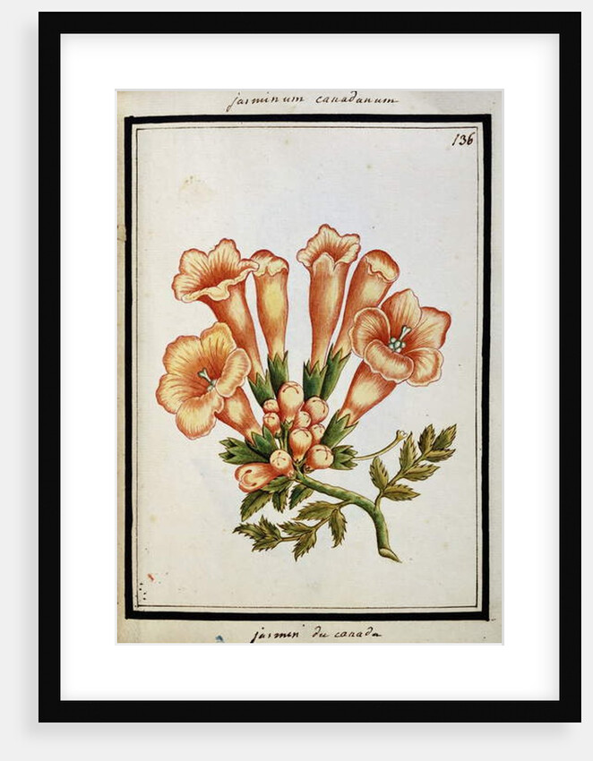 Canadian Jasmine, c.1700 by French School