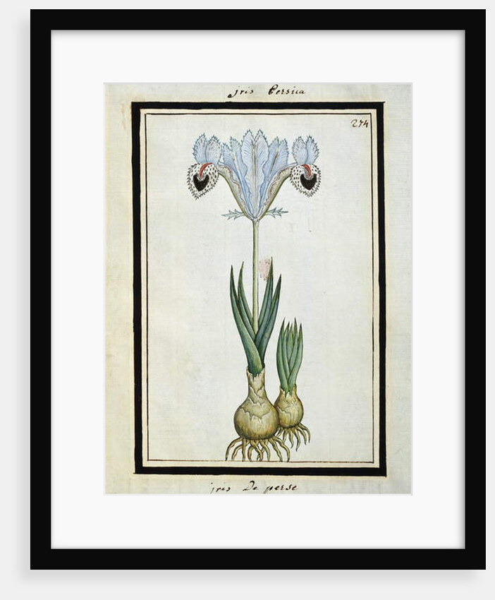 Persian Iris, c.1700 by French School