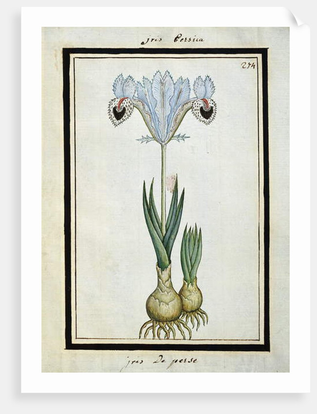 Persian Iris, c.1700 by French School
